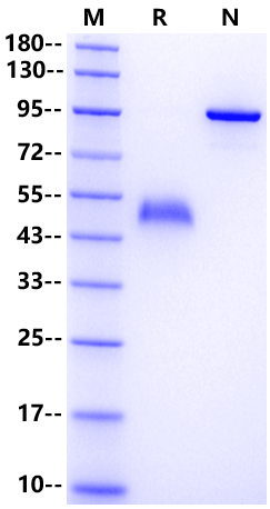 R-Spondin2/RSPO2 Protein, Human