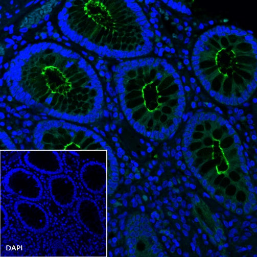 Goat Anti-Mouse IgG (H+L) (min X Hu, Bov Sr Prot), F(ab')2 Fragment (Alexa Fluor® 488 Conjugate)