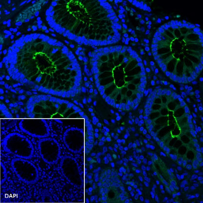 Goat Anti-Mouse IgG (H+L) (min X Hu, Bov Sr Prot), F(ab')2 Fragment (Alexa Fluor® 488 Conjugate)