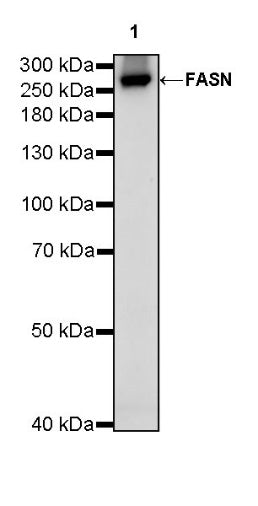 FASN Recombinant Rabbit mAb (S-682-32)