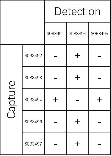 Influenza B nucleoprotein Recombinant Rabbit mAb (SDT-724-116)