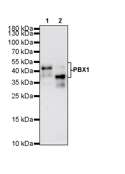 PBX1 Recombinant Rabbit mAb (S-4698-8)