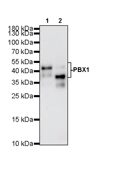 PBX1 Recombinant Rabbit mAb (S-4698-8)