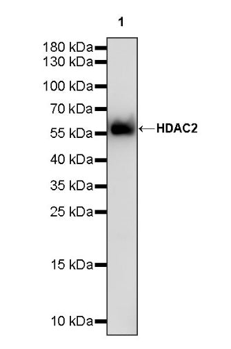 HDAC2 Recombinant Rabbit mAb (S-1474-27)
