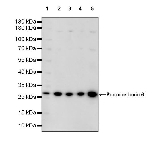 Peroxiredoxin 6 Rabbit Polyclonal Antibody