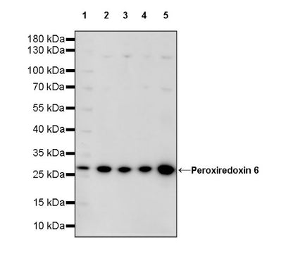 Peroxiredoxin 6 Rabbit Polyclonal Antibody