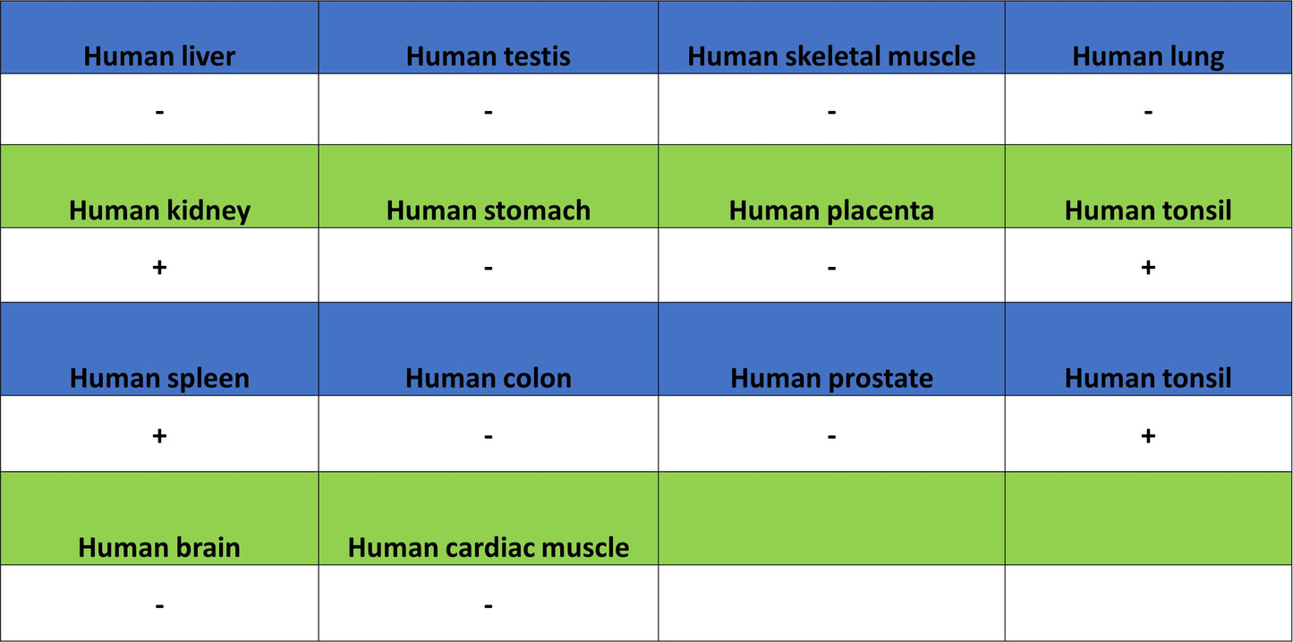 IFITM1-Specific Mouse mAb