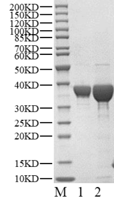 Biotinylated TGFBR1 His&Flag Tag Protein, Human