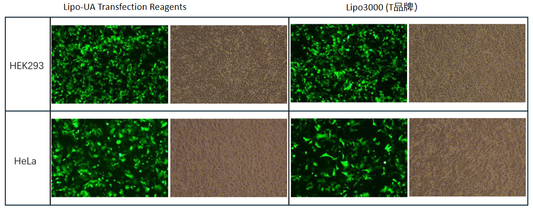 Lipo-UA Transfection Reagents