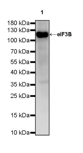 eIF3B Recombinant Rabbit mAb (S-816-8)