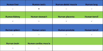 DDX4 Recombinant Rabbit mAb (S-1570-48)