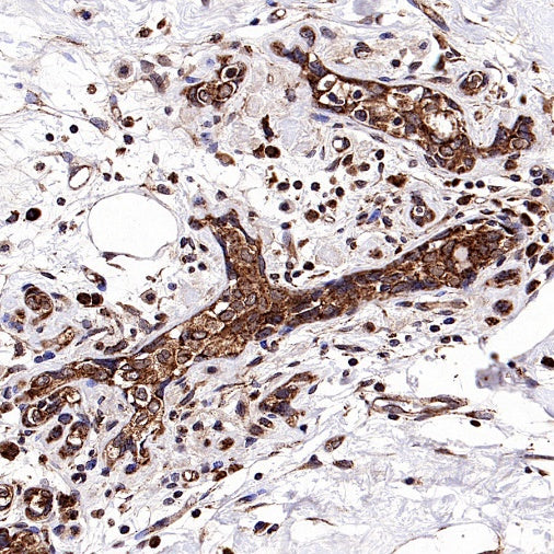 Fumarate hydratase Recombinant Rabbit mAb, PBS Only (SDT-2434-37)