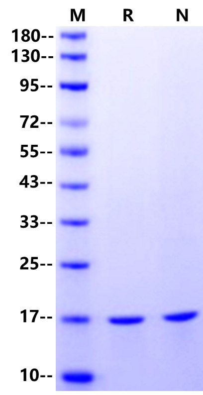 TNF-α Protein, Bovine