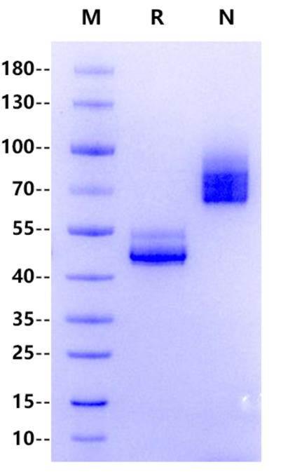 CD3 epsilon Fc&His Tag Protein, Human