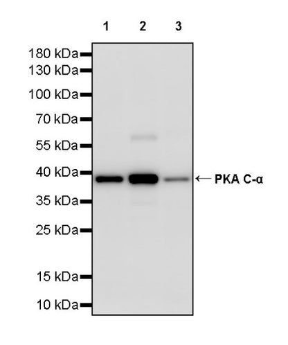 PKA C-α Recombinant Rabbit mAb (S-2564-5)