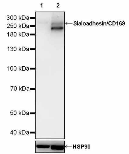 Sialoadhesin/CD169 Recombinant Rabbit mAb (SDT-3228-8)