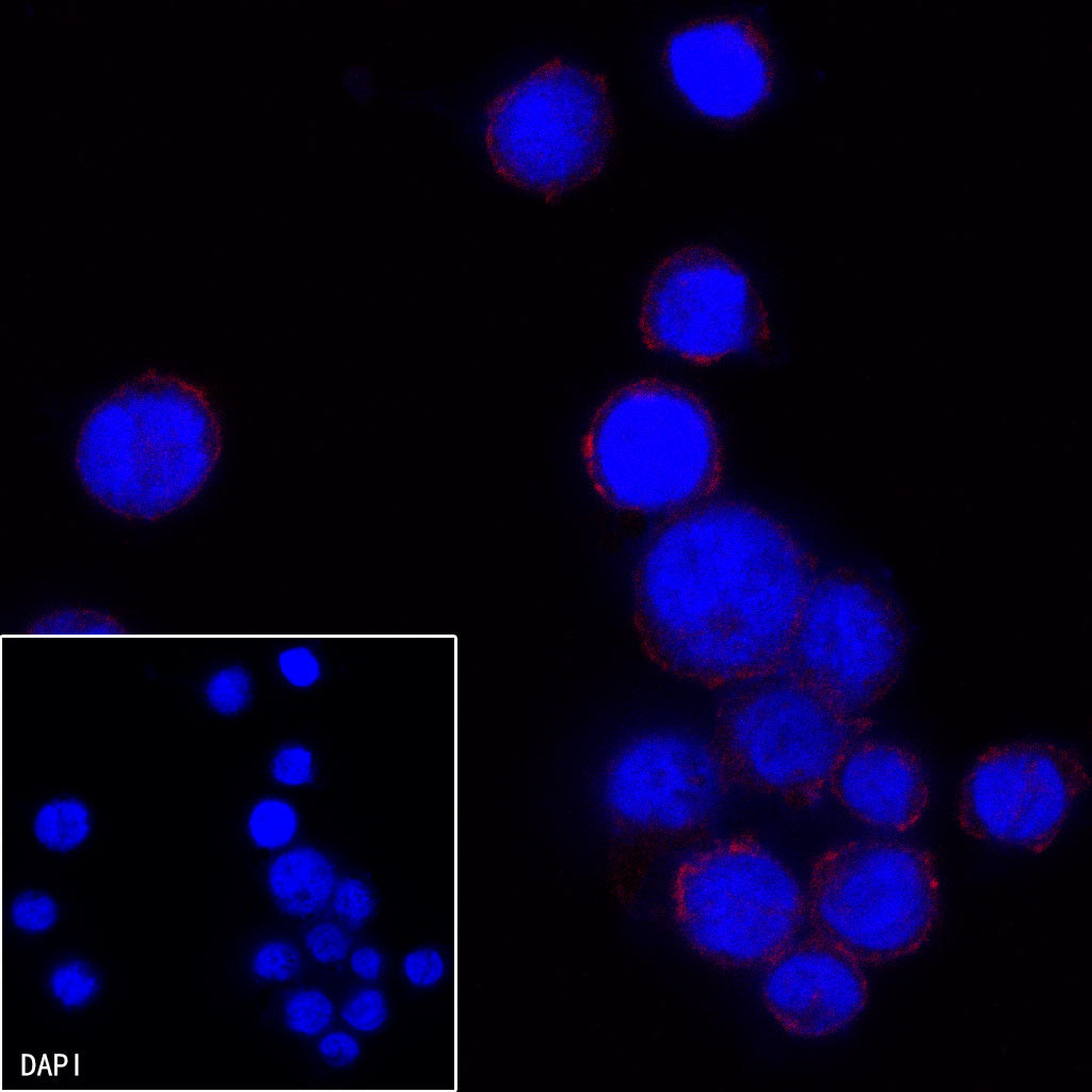 CD13 Mouse mAb (Alexa Fluor® 594 Conjugate) (S-689-37)