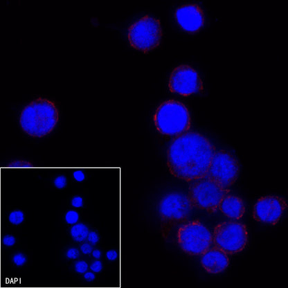 CD13 Mouse mAb (Alexa Fluor® 594 Conjugate) (S-689-37)