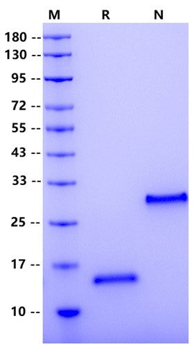 VEGF-121 Protein, Human