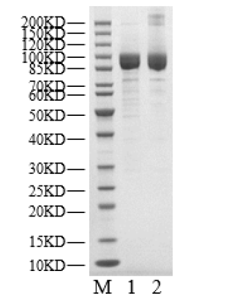 USP10 Protein