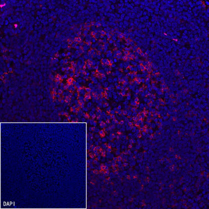 PD-1 Recombinant Rabbit mAb (Alexa Fluor® 555 Conjugate) (SDT-035-25)