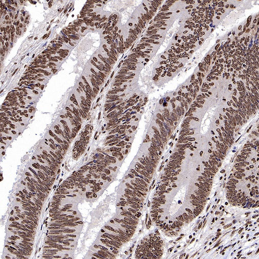 Histone H3 (di+tri methyl K79) Recombinant Rabbit mAb (S-854-48)