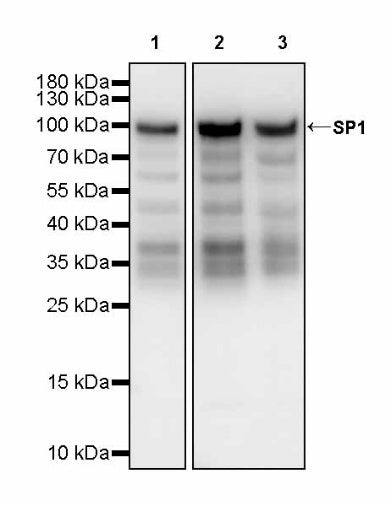 SP1 Recombinant Rabbit mAb (S-4102)