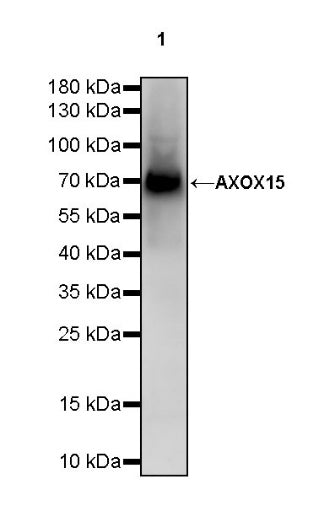 ALOX15 Recombinant Rabbit mAb (S-669-56)