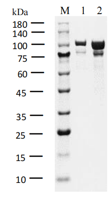 WRN Protein,Human