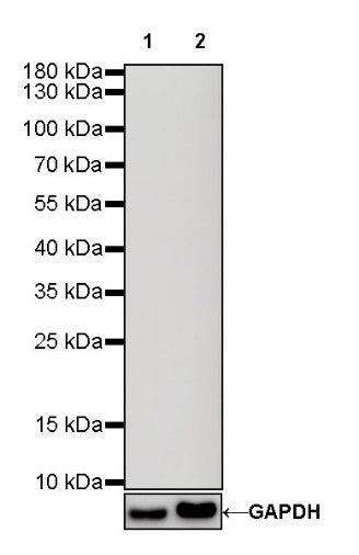 Rabbit mAb IgG Isotype Control (S-240-1)