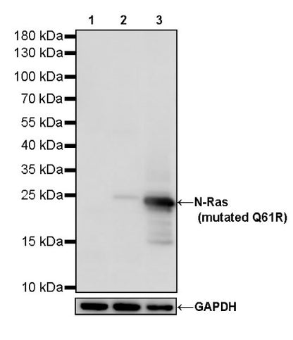 N-Ras (mutated Q61R) Recombinant Rabbit mAb (S-R155)