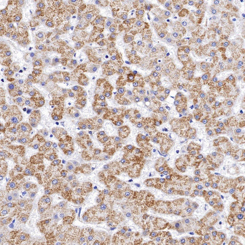 MTCO2 Rabbit Polyclonal Antibody