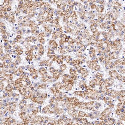MTCO2 Rabbit Polyclonal Antibody