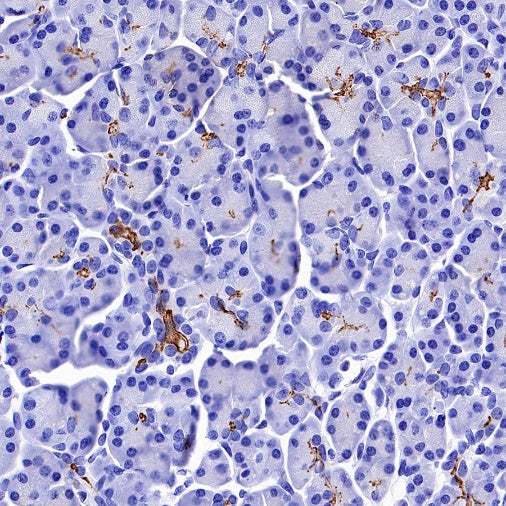 CD133 Recombinant Rabbit mAb(SDT-1295-22)
