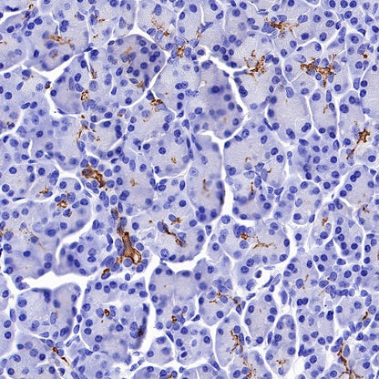 CD133 Recombinant Rabbit mAb(SDT-1295-22)