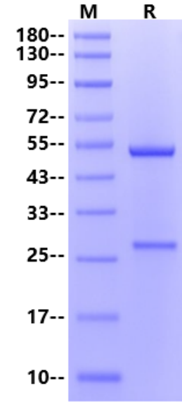 Lokivetmab