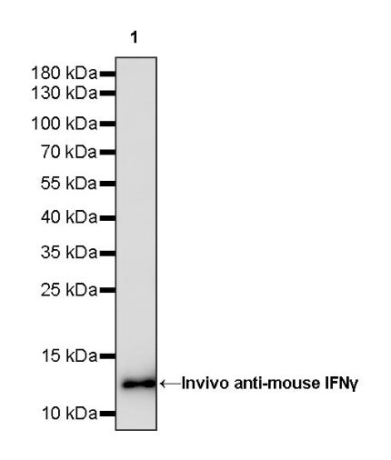 Invivo anti-mouse IFNγ Recombinant mAb