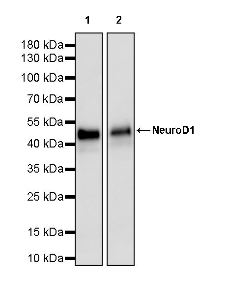 NeuroD1 Recombinant Rabbit mAb (SDT-3843-59)