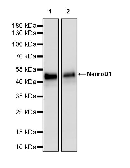 NeuroD1 Recombinant Rabbit mAb (SDT-3843-59)