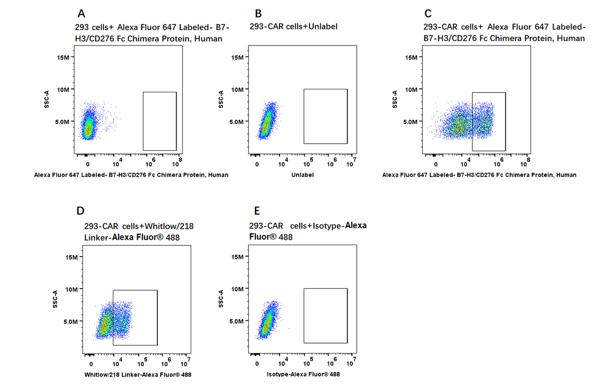 Alexa Fluor 647-Labeled B7-H3/CD276 Fc Chimera Protein, Human