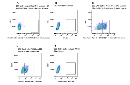 Alexa Fluor 647-Labeled B7-H3/CD276 Fc Chimera Protein, Human