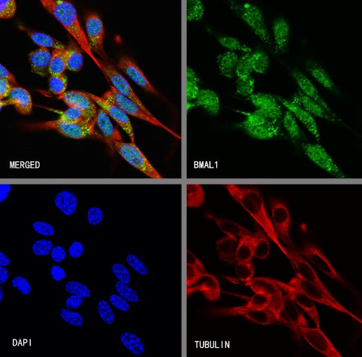 BMAL1 Recombinant Rabbit mAb (S-1918-155)