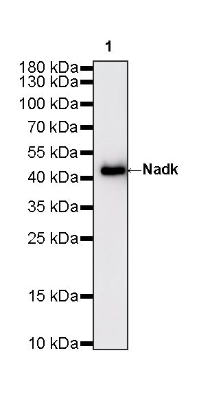 Nadk Recombinant Rabbit mAb (S-4113-65)