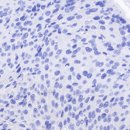 NeuN Recombinant Rabbit mAb (SDT-432-1)