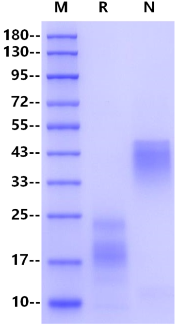 VEGF165 Protein, Human