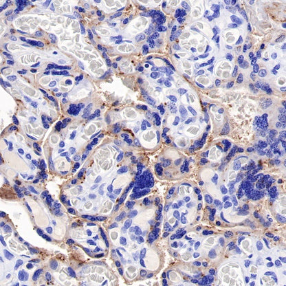 Human folate receptor alpha Recombinant Rabbit mAb (SDT-719-20-2)