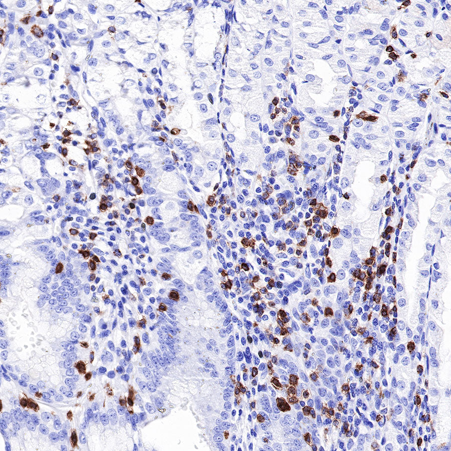 CD7 Recombinant Rabbit mAb,PBS Only (SDT-R165)