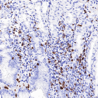 CD7 Recombinant Rabbit mAb,PBS Only (SDT-R165)