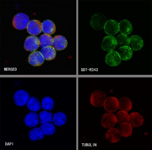 HLA-DP alpha1 Recombinant Rabbit mAb (S-R243)
