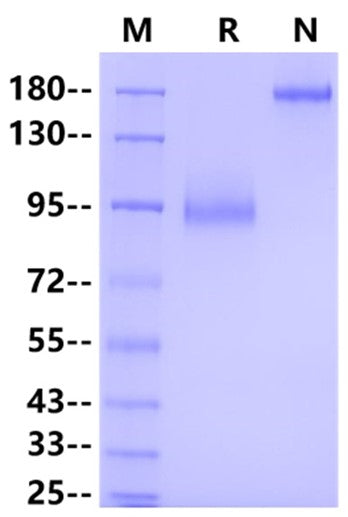 LILRA3/CD85e Fc Chimera Protein, Human